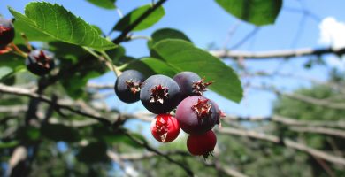 Saskatoon berry wine
