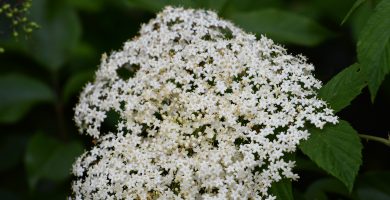 elderflower champagne recipe