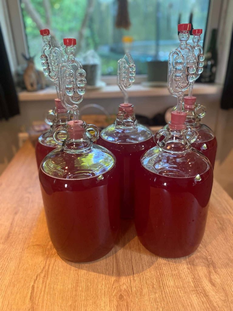 Homemade red fruit wine fermenting in glass fermenters during primary fermentation stage.