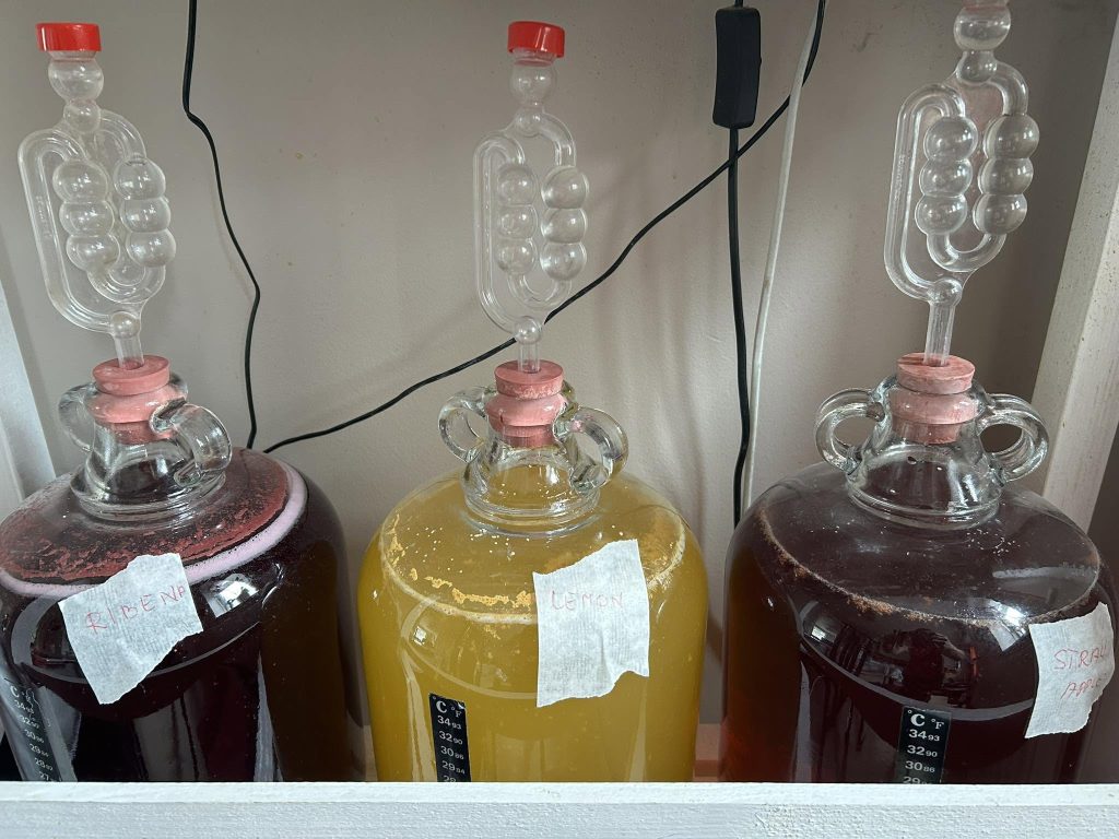 Wine fermentation process in a glass carboy with airlock for homemade fruit wine production.